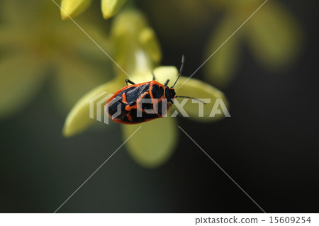 Creatures Insects Nogame, "It is a long round for a wonderful?" It is "Naname". It is a beautiful figure, but it is a pest 15609254