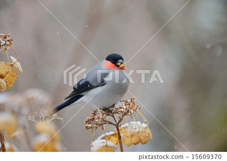 謊言 謊言 15609370