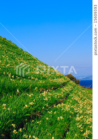 Minamikari Narcissus Festival 15609393