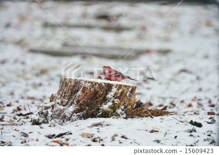 Freshwater fish Freshwater fish 15609423