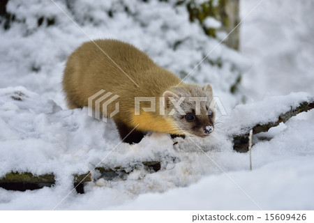 Ten in the snow 15609426