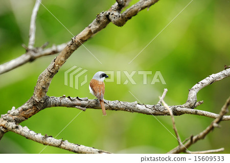 Chigomos Chigomos 15609533