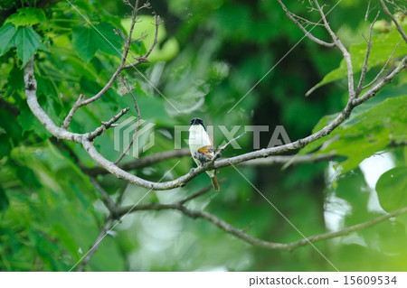 Chigomos Chigomos 15609534