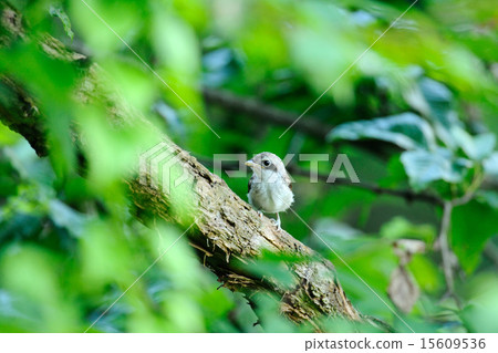 Chigomos Chigomos 15609536