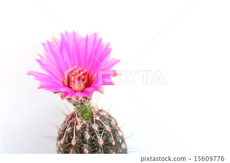 Pink cactus flower 15609776