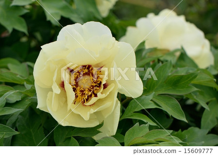 按鈕花特寫鏡頭材料 15609777