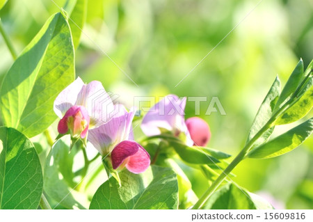 豆花特寫鏡頭材料 15609816