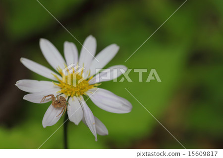 Miyamayomeena的蜘蛛和花 15609817