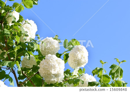 Flower of full bloom snowball and copy space of blue sky 15609848