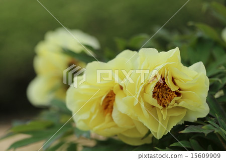 長澤寺的牡丹 15609909