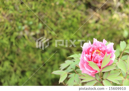 長澤寺的牡丹 15609910