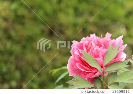 長澤寺的牡丹 15609911