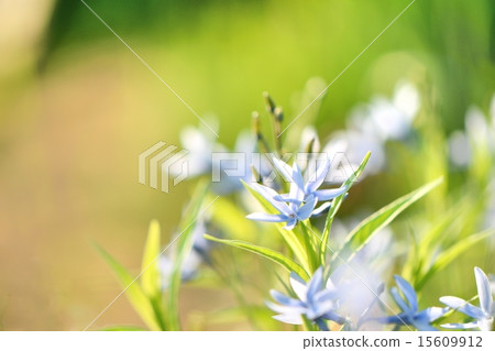 A light purple floret shining in the sun A light purple floret shining in the sun 15609912