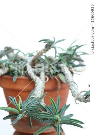 Euphorbia cylindrifolia 15609939
