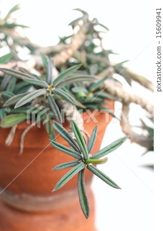 Euphorbia cylindrifolia 15609941