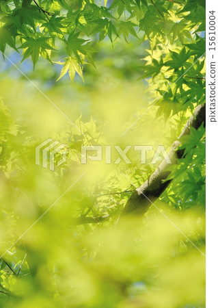 Fresh green and copy space 15610004