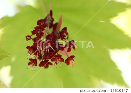 天然植物矮小的喙葉，四月中旬粉紅色的花朵盛開，隱藏在大葉子裡 15610147
