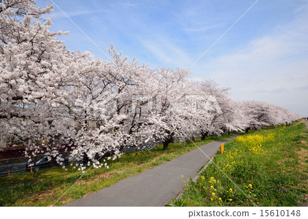 櫻桃樹 櫻桃樹 15610148