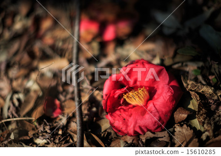 枯萎的山茶花 15610285