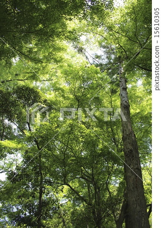 Fresh green trees 15610305