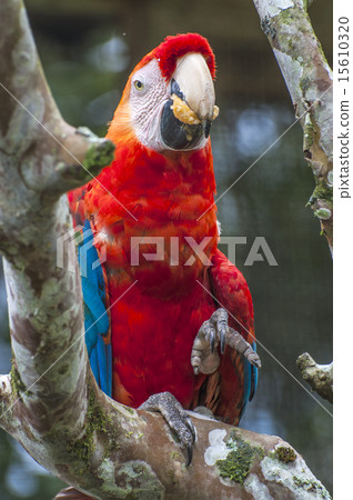 Parrot Macaw, Ecuador Parrot Macaw, Ecuador 15610320