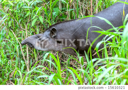 Tapir in ecuadorian Amazonia Tapir in ecuadorian Amazonia 15610321