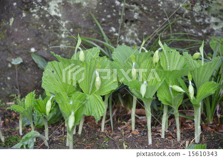 開花立即開花 15610343