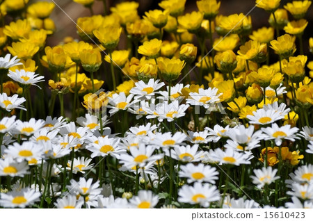Scenery with flowers 15610423