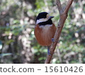 A wild bird like a stuffed animal 15610426