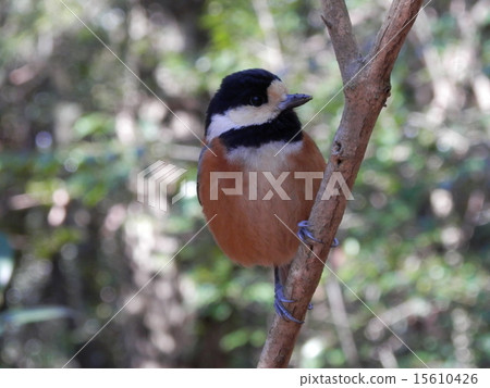 A wild bird like a stuffed animal 15610426