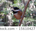 A wild bird like a stuffed animal 15610427