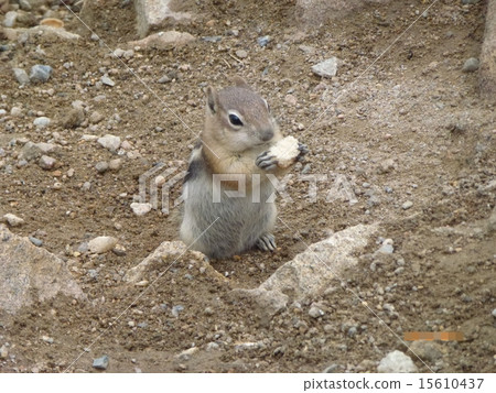 松鼠 松鼠 15610437
