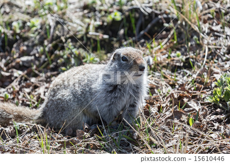 Ground squirrel 15610446