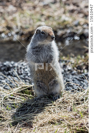 Cute ground squirrel standing on hind legs 15610447