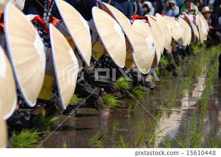 UNESCO Intangible Cultural Heritage Mibu's Flower Rice Planting 15610448