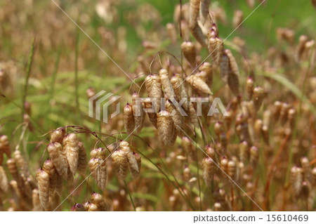 Odd brown brown 15610469