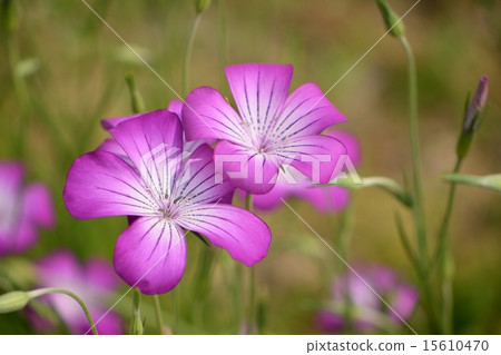 Pinkish gentle aggrostema flowers 15610470
