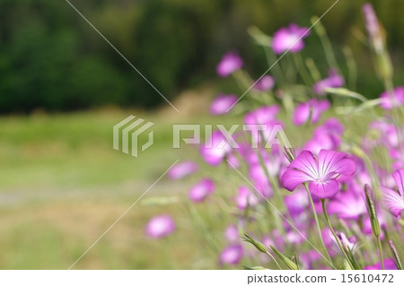 粉紅色柔和的aggrostema花 15610472