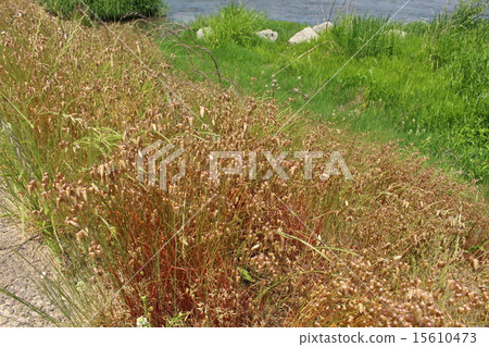 Omnibus odoro Omnibus odoro 15610473