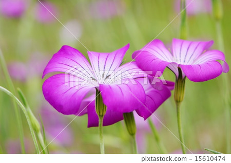 Pinkish gentle aggrostema flowers 15610474