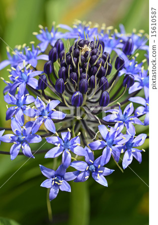 照片素材(圖片): 地中海藍鍾花 藍花 圓錐花序