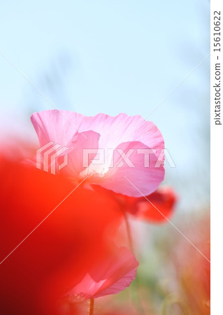 Close-up of pastel color poppy Close-up of pastel color poppy 15610622