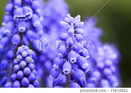 Muscari flowers 15610682