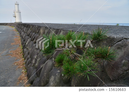 Root pine tree rooted in a breakwater with a lighthouse 15610683