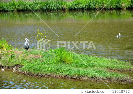 Scenery of the Kamogawa River in Kyoto Scenery of the Kamogawa River in Kyoto 15610752