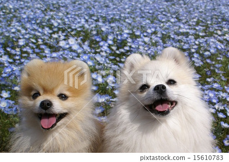 2015 Nemophila 2015 Nemophila 15610783