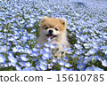 2015 Nemophila 15610785