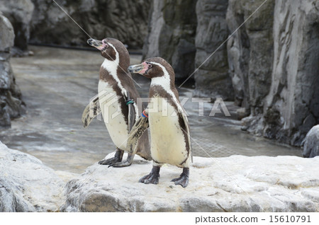 Humboldt penguin (Kasai Waterfront Aquarium / 6-2-3 Shinkaicho, Edogawa-ku, Tokyo) 15610791