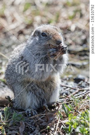 Ground squirrel 15610792