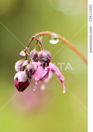 Freshwater leek Freshwater leek 15611081
